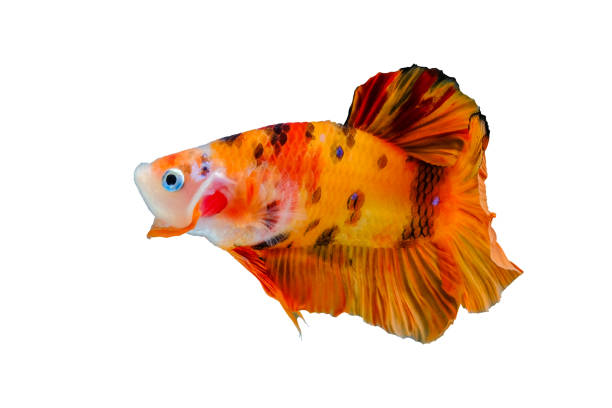 istock Siamese betta fish beautiful color on the White Blackground 1133945433