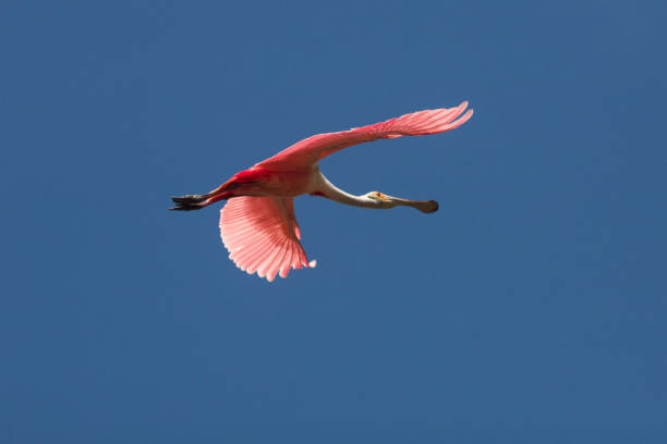 istock Roseate spoonbill in flight in St. Augustine, Florida. 1133945465