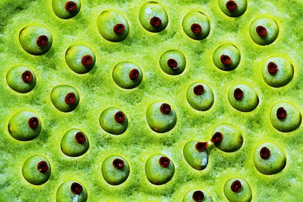 istock Closed up Lotus flower seeds in pod. 1133945467