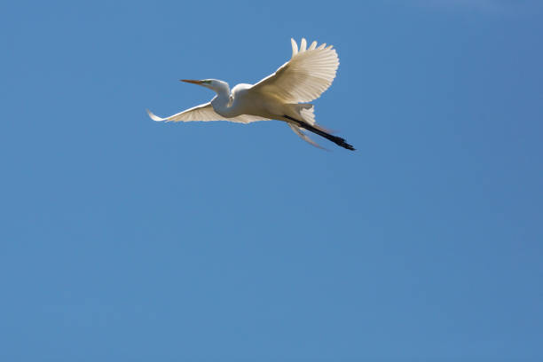 istock Great egret flying over a swamp in St. Augustine, Florida. 1133946146