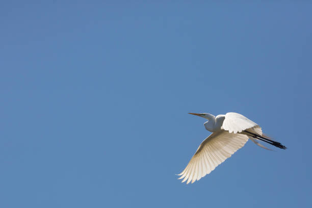 istock Great egret flying over a swamp in St. Augustine, Florida. 1133946172