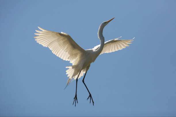 istock Great egret flying over a swamp in St. Augustine, Florida. 1133946184