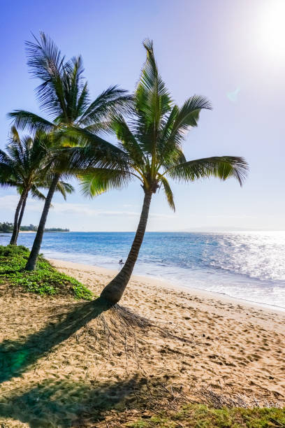 istock Sandy beach with coconut trees, Maui, Hawaii 1133946202
