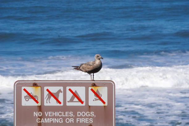 istock Beach sign and seagull, California 1133947007