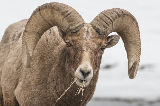 istock Bighorn ram grazing beside river in Yellowstone 1133947224