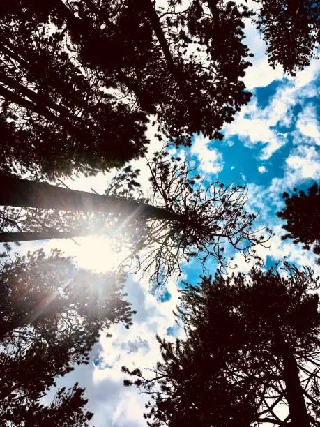 Photo of Pines reaching the heavens