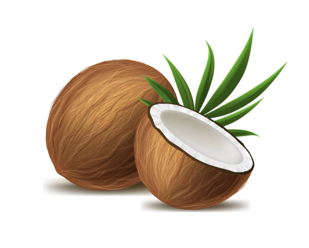 현실적인 3d 상세한 전체 코코넛, 반 및 녹색 잎. 벡터 - 코코넛 stock illustrations