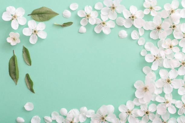 istock cherry flowers on paper background 1133948255