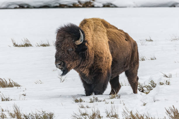 istock Bison winter standing and sunning himself in Yellowstone 1133949124
