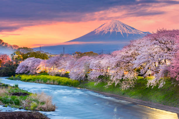montagne fuji dans la saison de fleur de cerisier pendant le coucher du soleil. - lake kawaguchi photos et images de collection
