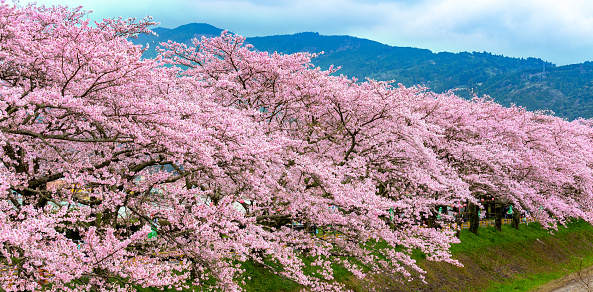 Cherry blossom in japan