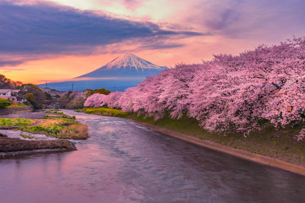 istock Mountain fuji in cherry blossom season during sunset. 1133952329