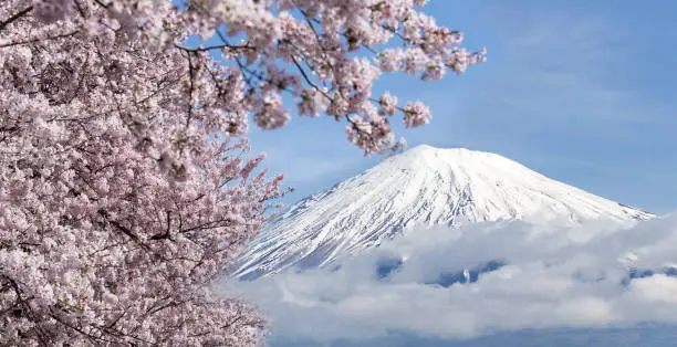 Mountain fuji and cherry blossom full bloom