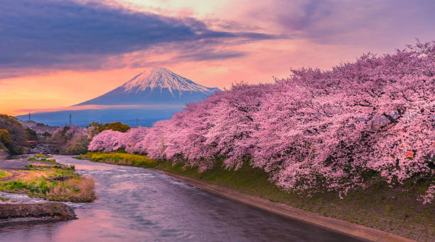 istock Mountain fuji in cherry blossom season during sunset. 1133952433