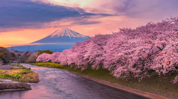 Mountain fuji in cherry blossom season during sunset.