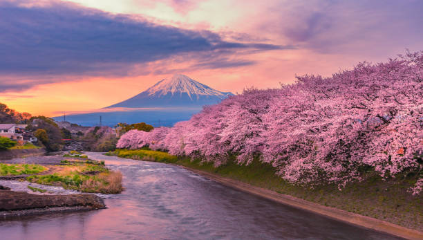 горные фудзи в сезон цветения сакуры во время заката. - sakura стоковые фото и изображения