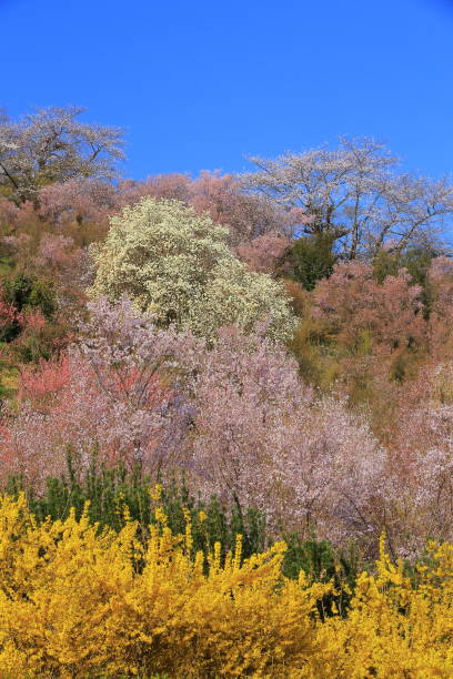 istock Hanamiyama mountain in Fukushima prefecture spring 1133953604