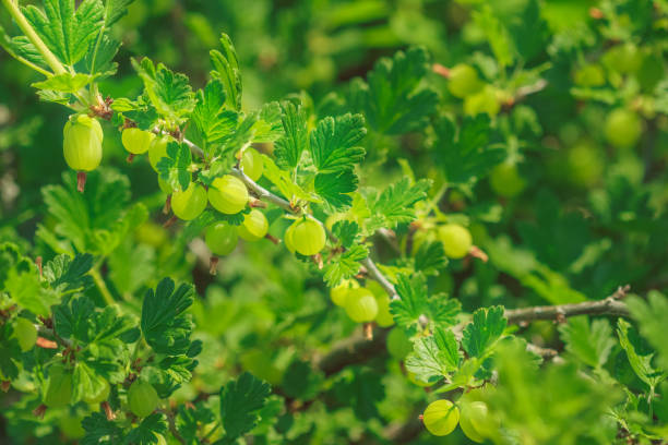 istock Gooseberry on a bright sunny summer day on a branch 1133954585