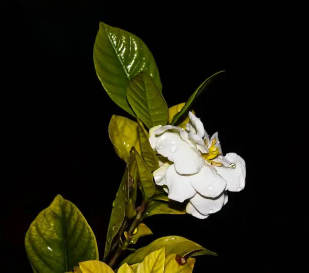 Photo of Parijata flower