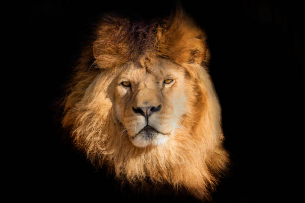 Face lion on the black background