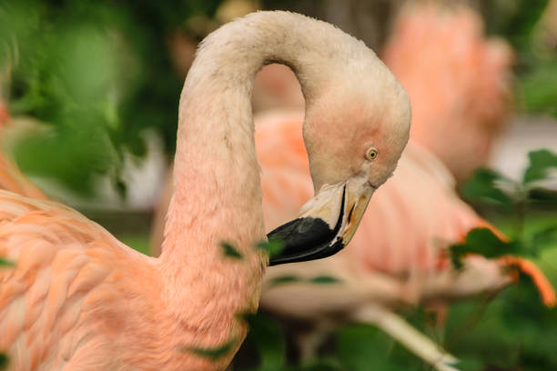 istock Greater Flamingo Portrait 1133959117