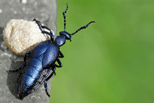Black oil beetle, Meloe proscarabaeus, looks around the corner with copy space.