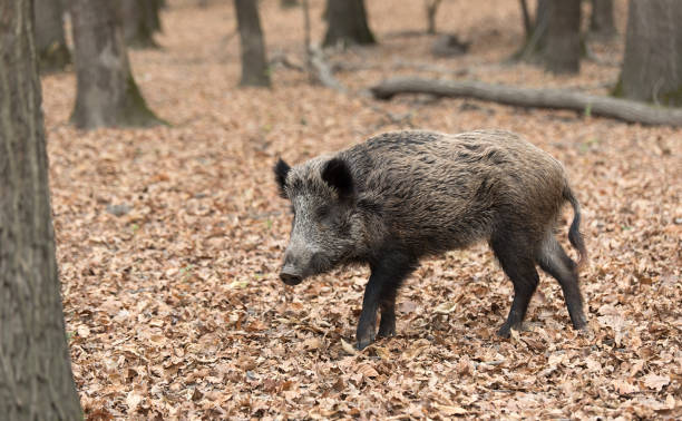istock Portrait of a wild boar 1133959598