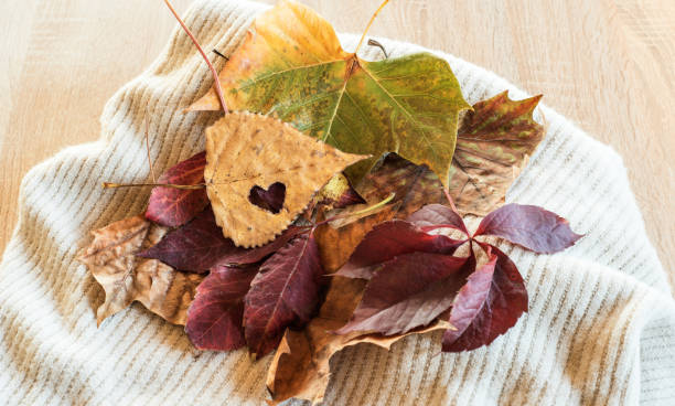 istock Autumn concept on wooden background 1133959623