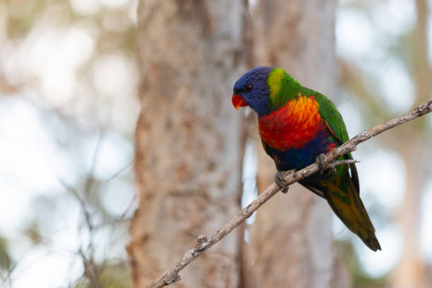 istock rainbow lorikeet perching in paper trees branch 1133959665