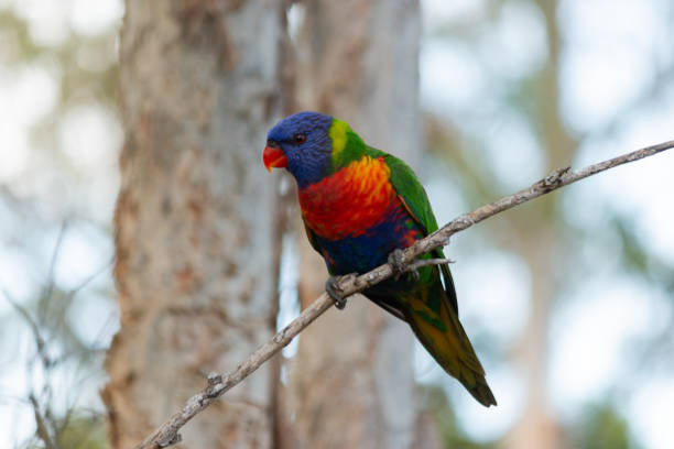 istock rainbow lorikeet perching in paper trees branch 1133959818