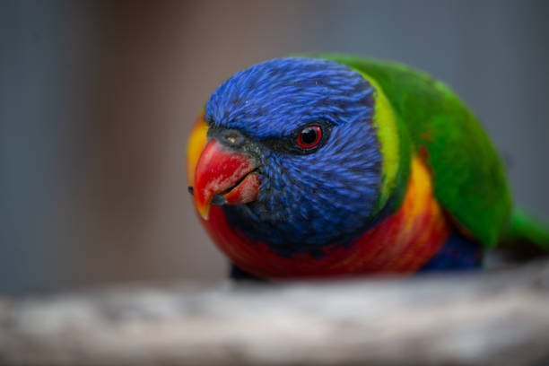 istock rainbow lorikeet portrait close up head shot 1133959876