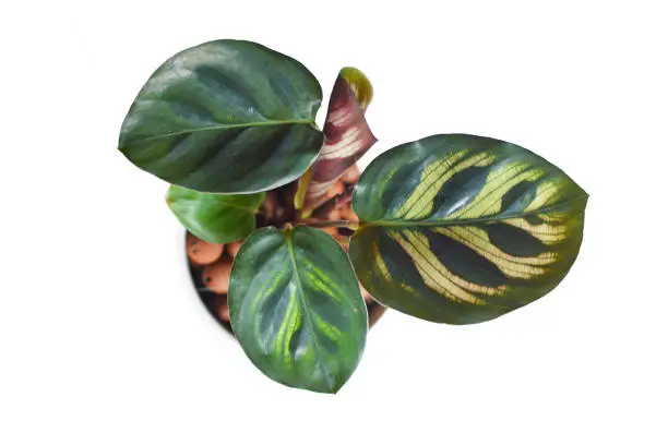 Photo of Top view of isolated exotic tropical Calathea Makoyana Prayer Plant with beautiful pattern in pot with hydroponics on white background