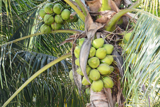 istock The coconut is growing on the tree 1133961395