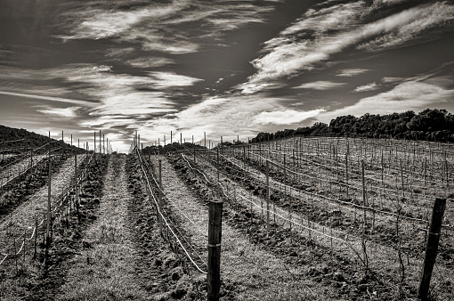 a black and white landscape of the rows of vines in a Corsican vineyard in winter
