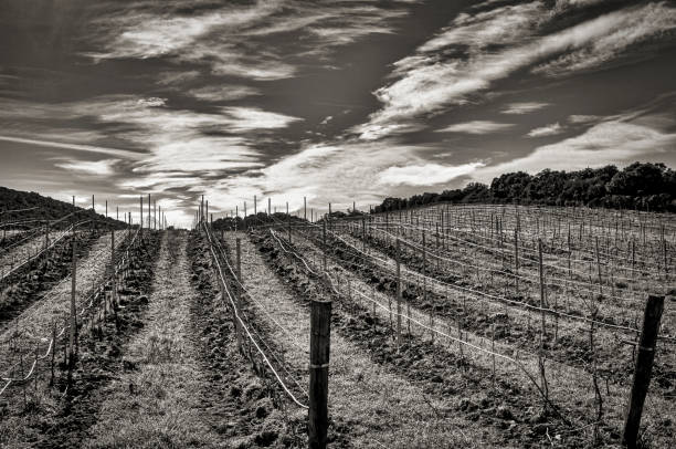 Corsican Vineyard in black and white a black and white landscape of the rows of vines in a Corsican vineyard in winter image en noir et blanc stock pictures, royalty-free photos & images