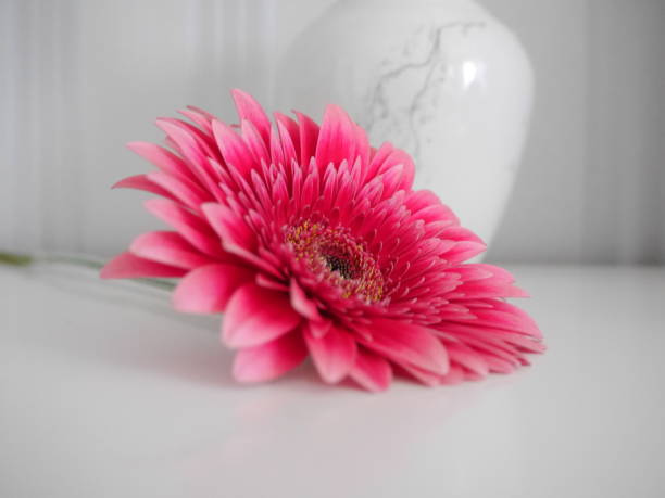 gerbera rosado - perfection gerbera daisy single flower flower fotografías e imágenes de stock