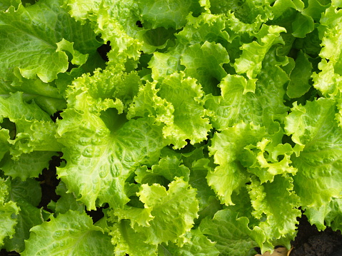 Close-up Green Leaf Lettuce from Countryside Farm with Natural Light in the morning. Thailand in 2019.