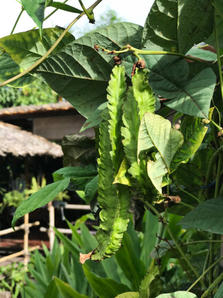 istock Psophocarpus tetragonolobus or Winged bean or Goa bean or Four-angled bean or Four-cornered bean or Manila bean or Dragon bean. 1133969877