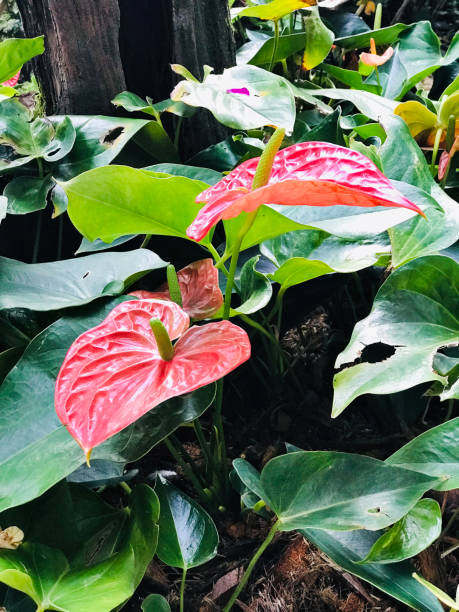 istock Anthurium or Tailflower or Flamingo flower or Laceleaf. 1133970085