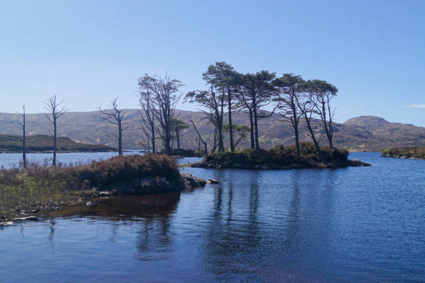 istock Trees on an island in Loch Assynt, Scotland 1133973034