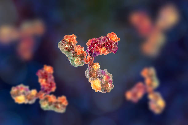 면역 글로불린의 분자 모델 - antibody 뉴스 사진 이미지