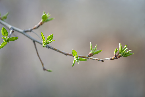 Young green leaves on a branch of lilac in early spring. Horizontal photography