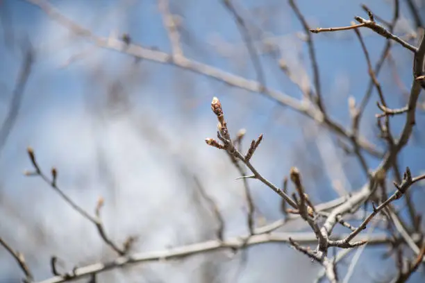 Photo of Young buds on a branch of a fruit tree pear in early spring close-up. Horizontal photography