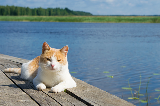 red cat falls asleep on the pier, in the afternoon, outdoors