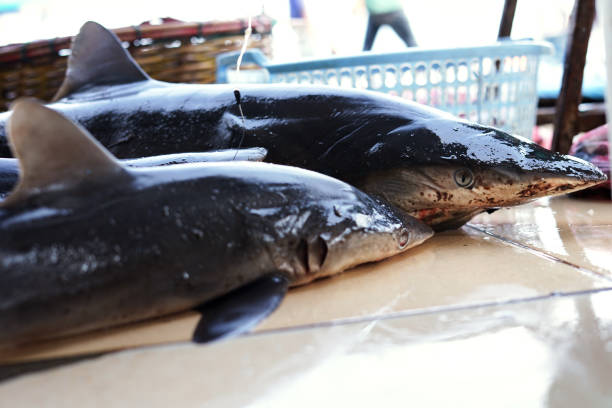 squali in vendita al tradizionale mercato del pesce - spinarolo foto e immagini stock