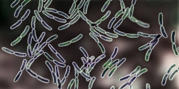 bakterien lactobacillus, milchsäurebakterien - milchsäure stock-fotos und bilder