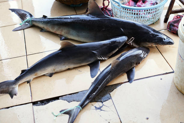squali in vendita al tradizionale mercato del pesce - spinarolo foto e immagini stock