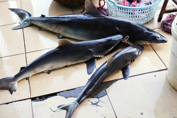 Sharks for sale at traditional fish market
