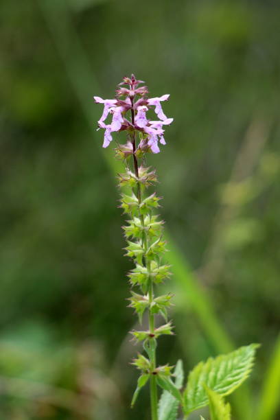 istock Hedge woundwort or Stachys sylvatica erect perennial plant with terminal spike composed of dense whorls of purple flowers with white markings 1133975944