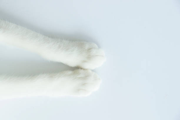 Cat foot on white background. Cat foot on white background. animal leg stock pictures, royalty-free photos & images